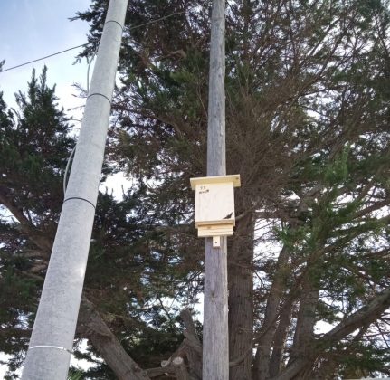 Avviata la campagna di disinfestazione, deblattizzazione e derattizzazione - Corriere Salentino