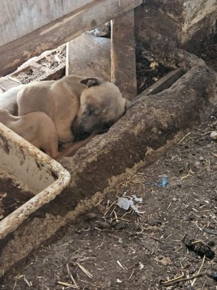 Cani ridotti alla fame e altri morti tra escrementi e sporcizia: tutta l’area sequestrata - Corriere Salentino