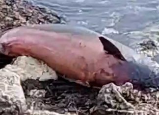 Delfino spiaggiato sul litorale di Torre Specchia a Lecce. Carcassa sarà esaminata da esperti istituto zooprofilattico