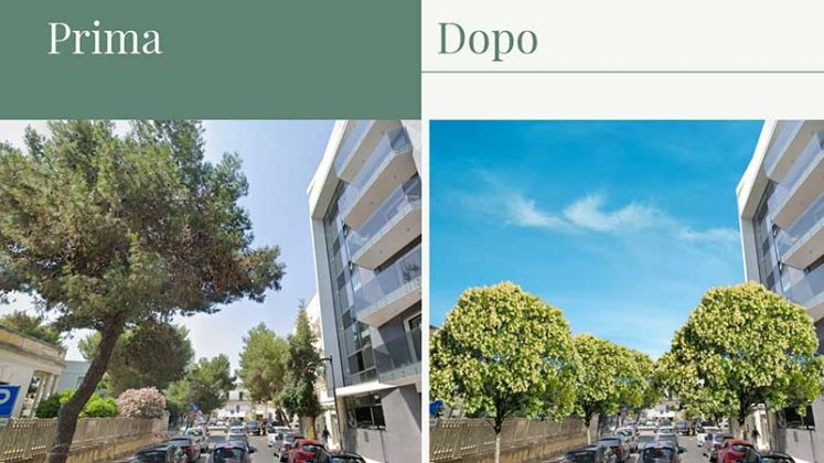 Piano di messa in sicurezza delle alberature a San Lazzaro e al Campo Montefusco - Corriere Salentino