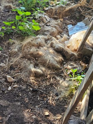 Cani ridotti alla fame e altri morti tra escrementi e sporcizia: tutta l’area sequestrata - Corriere Salentino