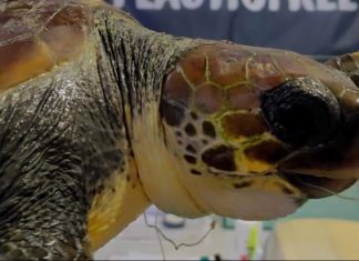 Tartaruga ferita e in difficoltà a largo della costa: tratta in salvo dai volontari