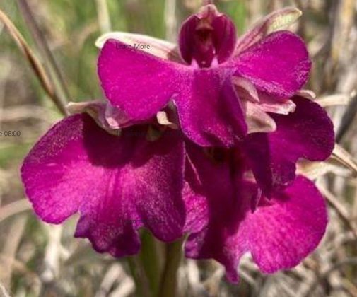 A Portoselvaggio scoperta una nuova orchidea ibrida - Corriere Salentino