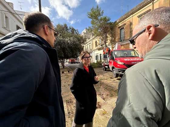 Via al piano di messa in sicurezza delle alberature di San Lazzaro - Corriere Salentino
