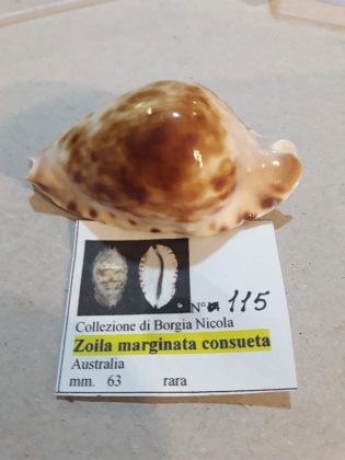 Ai Carmelitani nasce il Museo delle Conchiglie - Corriere Salentino