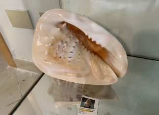 Ai Carmelitani nasce il Museo delle Conchiglie