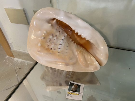 Ai Carmelitani nasce il Museo delle Conchiglie - Corriere Salentino