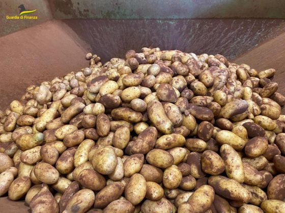 Comprate all’estero e poi “sporcate” con terra rossa per farle sembrare locali: sequestrate 33 tonnellate di patate - Corriere Salentino