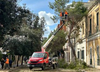 Via al piano di messa in sicurezza delle alberature di San Lazzaro