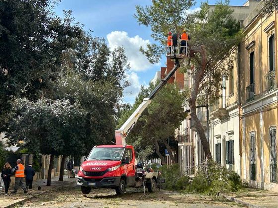 Via al piano di messa in sicurezza delle alberature di San Lazzaro - Corriere Salentino