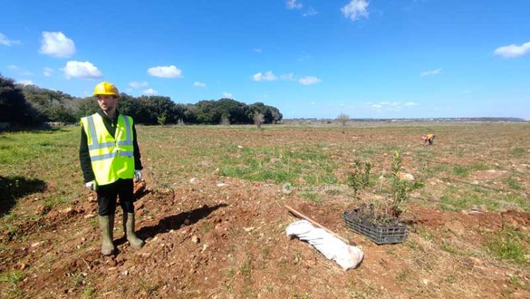 Fondazione Sylva: oltre 5000 piante per il recupero delle zone colpite da Xylella - Corriere Salentino