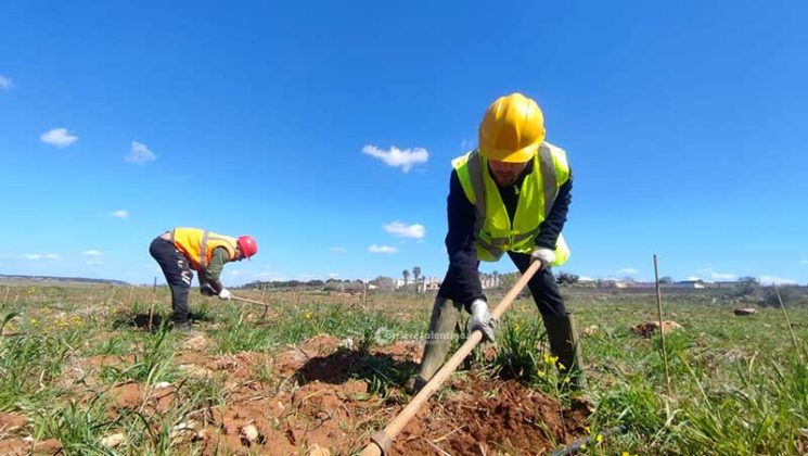 Fondazione Sylva: oltre 5000 piante per il recupero delle zone colpite da Xylella - Corriere Salentino