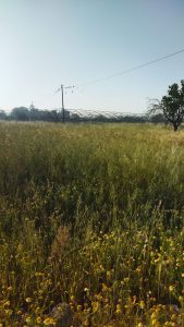 Ripartono le cartelle dei Consorzi di bonifica: “Ora arrivano le PEC. Proteste inutili, campagne abbandonate e agricoltori vessati” - Corriere Salentino