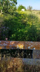 Ripartono le cartelle dei Consorzi di bonifica: “Ora arrivano le PEC. Proteste inutili, campagne abbandonate e agricoltori vessati” - Corriere Salentino