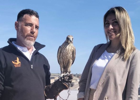 A Novoli parte il servizio falconeria per allontanare i volatili in maniera naturale - Corriere Salentino
