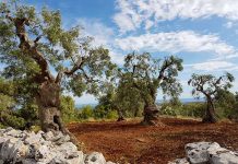 Ambiente - Corriere Salentino