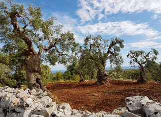 Ulivi colpiti da xyella tornano a produrre, “Fenomeno naturale tutto da studiare”