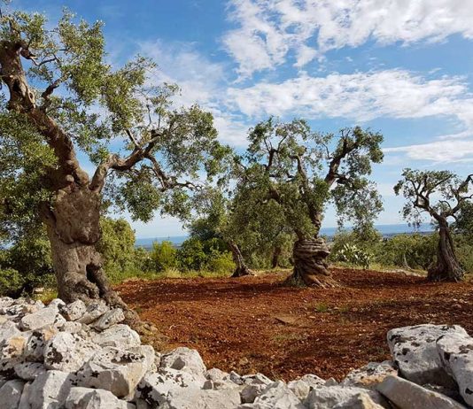 Tar Puglia, no ad abbattimenti di ulivi per far posto a impianti fotovoltaici