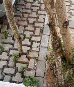 Siculella nei quartieri leccesi: “Barriere architettoniche, degrado e disservizi. Le periferie dimenticate, cittadini traditi” - Corriere Salentino