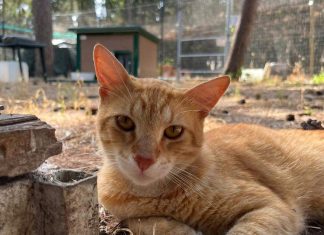 Gatti non censiti: il Comune avvia il servizio di cattura per la sterilizzazione