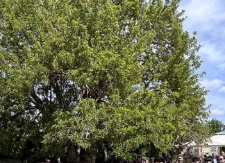 A Ruffano “Demetra” porta in tavola l’Agenda 2030