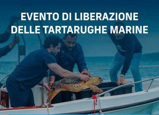 Domani Plastic Free Onlus libera quattro tartarughe caretta caretta in Salento