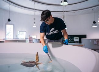 Giornata mondiale delle tartarughe: Plastic Free Onlus in Salento libera quattro caretta caretta