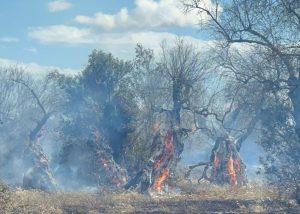 Fuochi pirotecnici per la festa con amara sorpresa: si scatena un incendio. Campagne in fiamme - Corriere Salentino