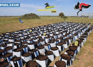 Al setaccio il campo “Panareo”: scoperte maxi piantagione di marijuana, droga, armi e opere abusive