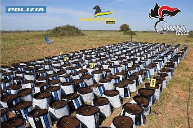 Al setaccio il campo “Panareo”: scoperte maxi piantagione di marijuana, droga, armi e opere abusive - Corriere Salentino