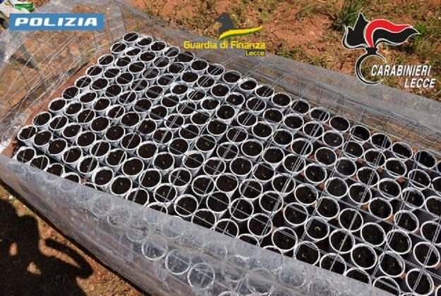 Al setaccio il campo “Panareo”: scoperte maxi piantagione di marijuana, droga, armi e opere abusive - Corriere Salentino