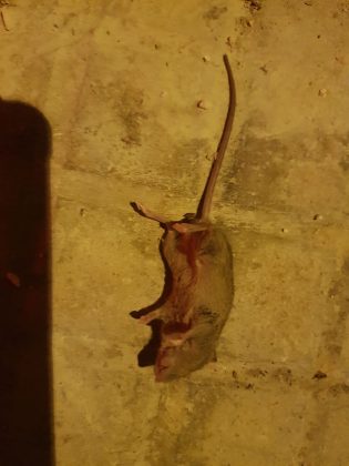 Tra i bimbi e i binari… solo rifiuti, verde selvaggio, ratti e serpenti: “Quando scoppia un incendio a rischio le nostre case” - Corriere Salentino