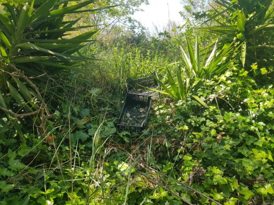 Tra i bimbi e i binari… solo rifiuti, verde selvaggio, ratti e serpenti: “Quando scoppia un incendio a rischio le nostre case” - Corriere Salentino