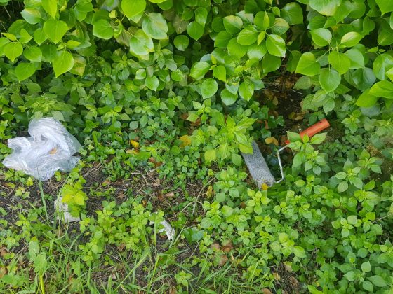 Tra i bimbi e i binari… solo rifiuti, verde selvaggio, ratti e serpenti: “Quando scoppia un incendio a rischio le nostre case” - Corriere Salentino