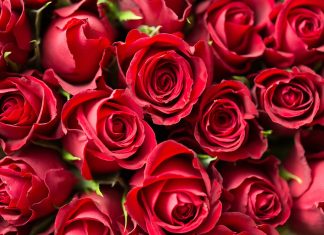 Festa della mamma, fiori in regalo da 2 pugliesi su 3