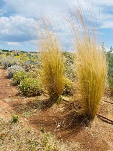 Un progetto visionario Thot: Un Paradiso Green sul Mare Ionio, tra Terra e Mare - Corriere Salentino