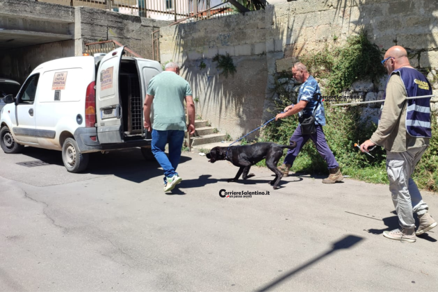 Terrore nel Capo di Leuca, anziana aggredita dal cane: è ricoverata in gravissime condizioni - Corriere Salentino