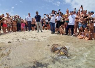 “Area protetta amica delle tartarughe marine”: Legambiente assegna il riconoscimento a Torre Guaceto