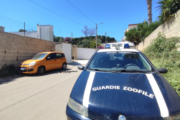Terrore nel Capo di Leuca, anziana aggredita dal cane: è ricoverata in gravissime condizioni - Corriere Salentino