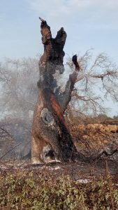 Divampano le fiamme nel Basso Salento: in fumo oltre 20 ettari di terreno - Corriere Salentino