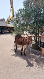 Scappa da una campagna e percorre la provinciale: fuga a lieto fine per un'asina - Corriere Salentino