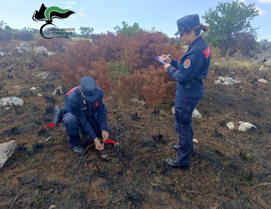 Incendia rifiuti, il rogo distrugge 2 ettari e mezzo di uliveti e terreni incolti: denunciata una donna - Corriere Salentino