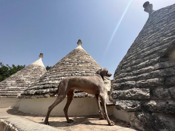 Il Salento conquista l’America: boom di acquisti di case di lusso. Ricercato Immobiliare dà vita a First Lion - Corriere Salentino