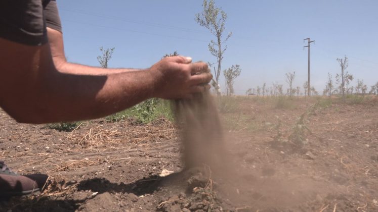 Siccità, desertificazione, danni da cambiamenti climatici e xylella. Mozione Pagliaro: "sgravi e ristori per gli agricoltori salentini" - Corriere Salentino