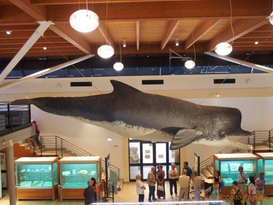 Zygophyseter, testimonianza di 9 milioni di anni fa al Maus di Unisalento - Corriere Salentino