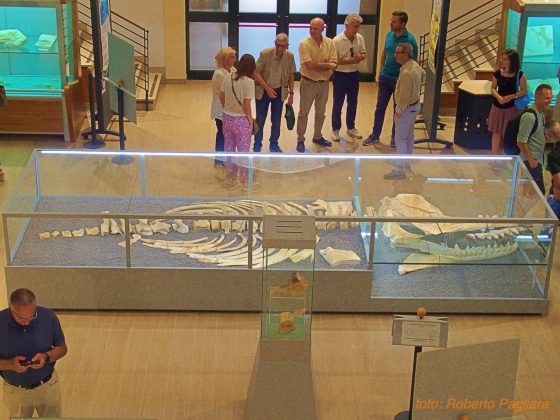 Zygophyseter, testimonianza di 9 milioni di anni fa al Maus di Unisalento - Corriere Salentino