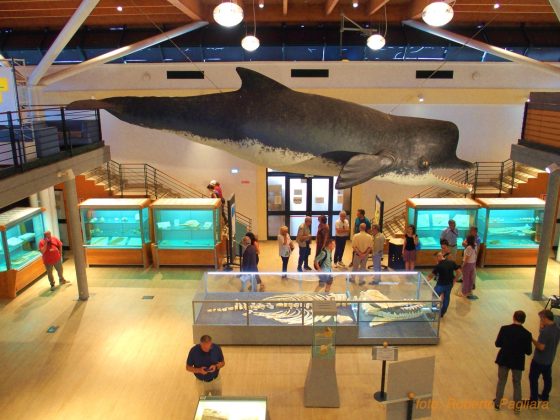 Zygophyseter, testimonianza di 9 milioni di anni fa al Maus di Unisalento - Corriere Salentino