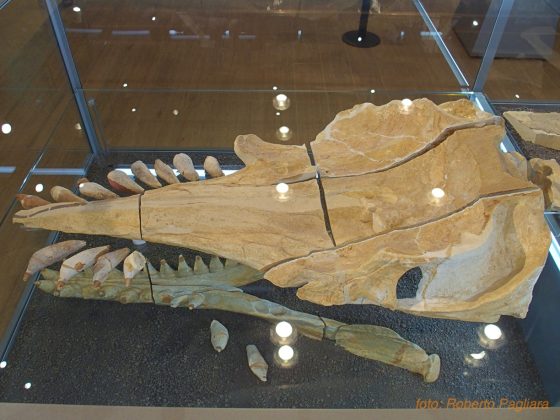 Zygophyseter, testimonianza di 9 milioni di anni fa al Maus di Unisalento - Corriere Salentino