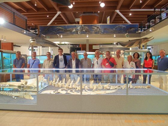 Zygophyseter, testimonianza di 9 milioni di anni fa al Maus di Unisalento - Corriere Salentino