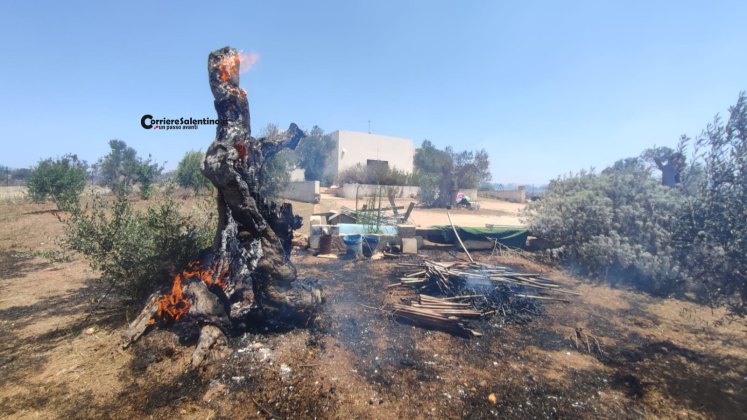 Paura nelle campagne del Salento: ulivi in fiamme a pochi passi dalle abitazioni - Corriere Salentino